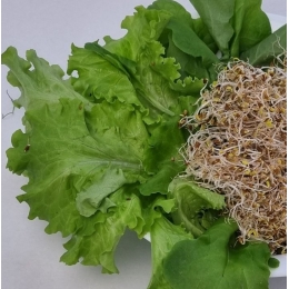 Салат листовой, микс 80 гр.
